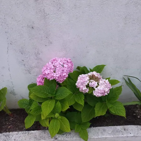 Bela Vista Appartamento