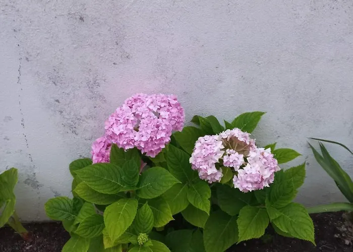 Bela Vista Apartment